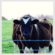 Amish Heartland Tours cows in field
